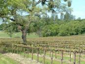 Wineries