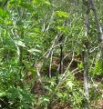 Calaveras Marijuana Gardens 2011