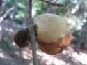 Oak Gall CHILDHOOD GALL