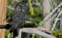 Great Gray Owl