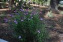 Penstemon