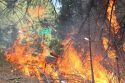 Fire Behavior Near Golden Arrow Road Rim Fire
