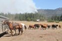 Ackerson Meadow Livestock Rim Fire