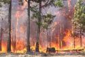 Fire Consumes Forest