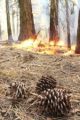 Rim Fire Pine Cones and Fire