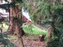 Tree Falls on propane tank