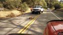 A tortoise crossing Phoenix Lake Road