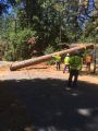 Leisure Pines Project, Tree Felling