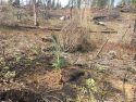 Replanting Trees In Forest