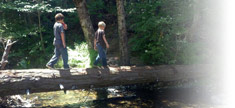 Big Trees walk across log