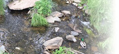 Mallard in Sonora Creek