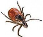 Ixodes Tick