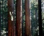 Giant trees tower above visitors to Yosemite National Park Joseph Kreiss - 03-03-2003