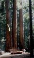 Giant trees tower above visitors to Yosemite National Park Joseph Kreiss - 03-03-2003