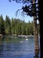 Pinecrest