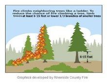 Planting Firesafe Zones Fire ladder