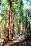 Reducing Wildfire Threat Forest Undergrowth