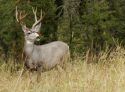 Deer