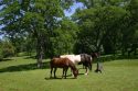 Horses on green hills