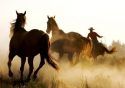 Horses