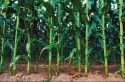 Cornstalks