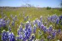 Spring flowers