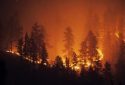 Forest fire