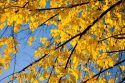 Leaves - Fall