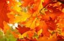 Leaves - Fall