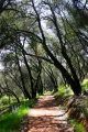 Path in oak trees