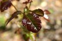Poison oak