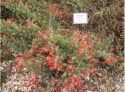 California fuchsia at the Fair Oaks Garden