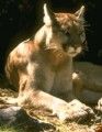 Mountain Lion