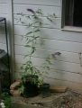 Seedlings