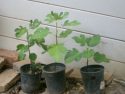 Seedlings