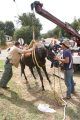 A horse is rescued in Jamestown