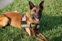 Justice, a Begian Malinois