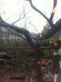 An oak tree crashes into an Angels Camp deck