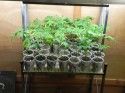 Marijuana Plants