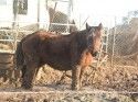 Horses were rescued from Copperopolis