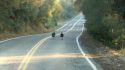 Turkeys on Camp Seco Road
