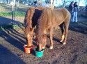 Dora the Explorer and Sweet Pea at the ReHorse Rescue Ranch