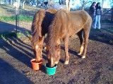 Two Horses Photo courtesy of Raquelle Van Vleck