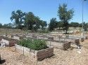 Calaveras Rotary Community Garden