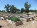 Master Gardeners On Organic Mulches, Ugly Tomatoes