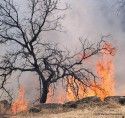 Copperopolis Fire 2011