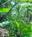 Marijuana Garden