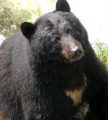 American Black Bear