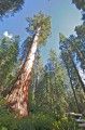 Giant Sequoia at Yosemite