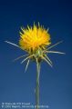 Yellow Star Thistle Flower At Full Bloom Stage